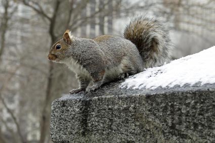 NaujoksVII.9.EichhörnchenG