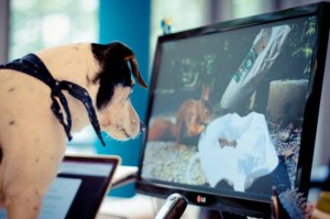 Bürohund Sally