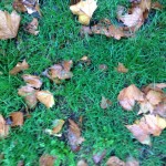 Ultima Ratio. Gras und Blätter. 